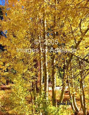 Autumn Colors at Bell Meadow